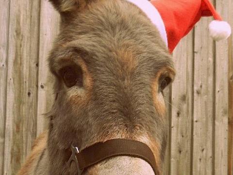 Tierpark Westküstenpark am 05.12.2017: Herzliche Nikolausgrüße aus dem Westküstenpark!