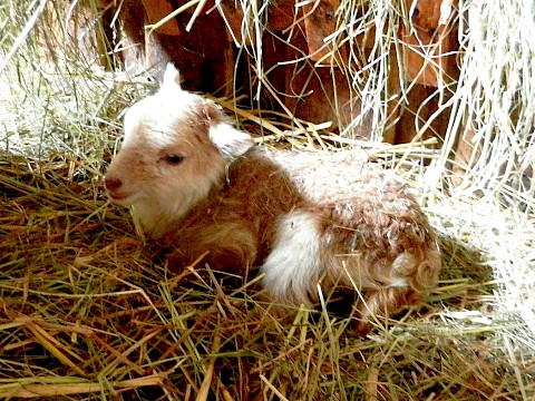 Tierpark Westküstenpark am 05.04.2018: Ouessantschaf
