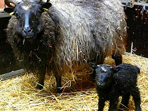 Tierpark Westküstenpark am 15.04.2018: Islandschaf