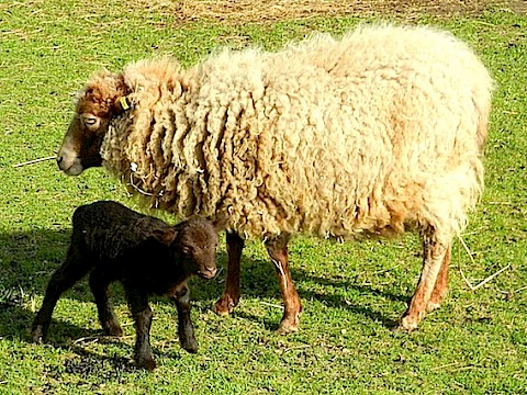 Tierpark Westküstenpark Schleswig-Holstein