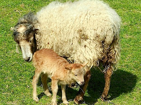 Tierpark Westküstenpark Schleswig-Holstein