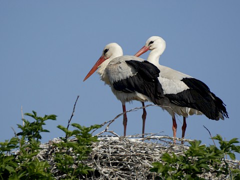 Tierpark Westküstenpark am 30.04.2018: Ein schöner Bericht über unsere Storchenkolonie im Hamburger Abendblatt.