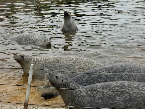 Tierpark Westküstenpark am 03.06.2018: Unser Storchentag!