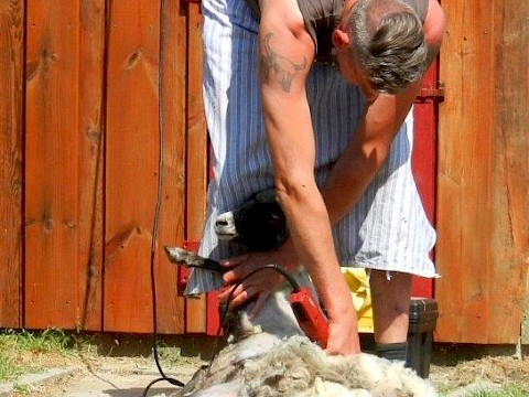 Tierpark Westküstenpark am 15.07.2018: Unser Schaftag in Bildern!