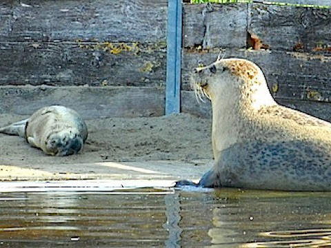 Tierpark Westküstenpark Schleswig-Holstein
