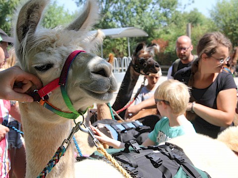 Tierpark Westküstenpark am 22.07.2018: Unser Alpaka- und Lamatag war wirklich großartig!