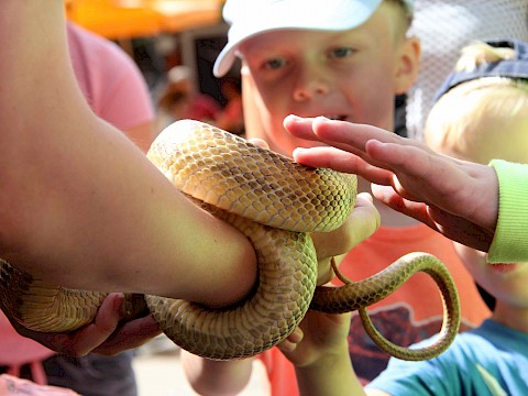 Tierpark Westküstenpark am 29.07.2018: Ein tolles Reptilienevent – mit viel Sonnenschein, versteht sich! :-)))))