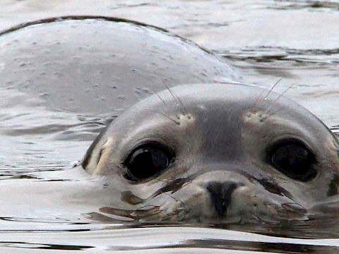 Tierpark Westküstenpark am 05.08.2018: Wir haben Seehundgeburtstag gefeiert!