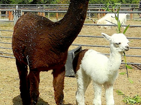 Tierpark Westküstenpark am 08.08.2018: Alpaka