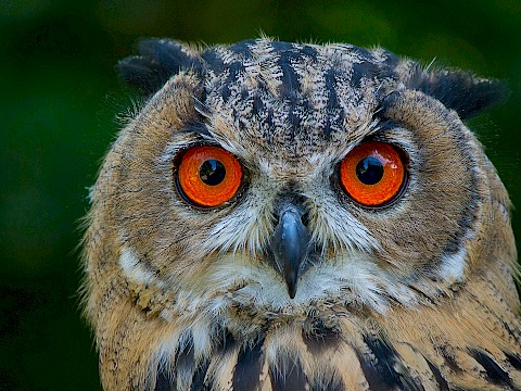 Tierpark Westküstenpark am 18.11.2018: Wir sind dann mal kurz weg....
