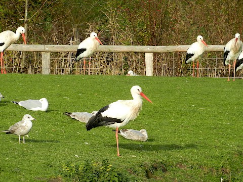 Tierpark Westküstenpark am 25.11.2018: Rund 50 Störche leben zur Zeit bei uns!