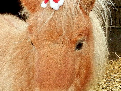 Tierpark Westküstenpark am 05.12.2018: Happy Nikolaus wünscht der Westküstenpark!