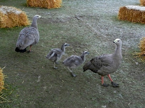 Tierpark Westküstenpark am 21.01.2019: Unser Nachwuchs bei den Hühnergänsen ist schon ganz schön groß geworden!