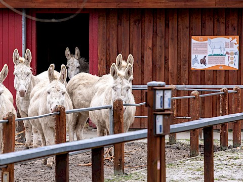 Tierpark Westküstenpark Schleswig-Holstein