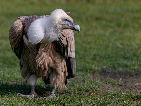 Tierpark Westküstenpark Schleswig-Holstein