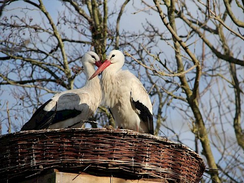 Tierpark Westküstenpark am 03.04.2019: Unsere ersten Störche brüten schon!