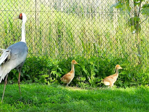 Tierpark Westküstenpark Schleswig-Holstein