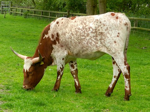 Tierpark Westküstenpark am 30.05.2019: Texas Longhorn arrived!