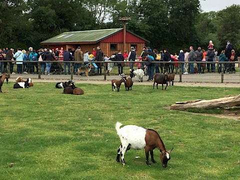 Tierpark Westküstenpark am 14.07.2019: Unser Schaftag 2019!