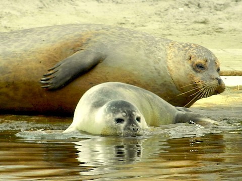 Tierpark Westküstenpark am 16.07.2019: 1. Seehundgeburt 2019
