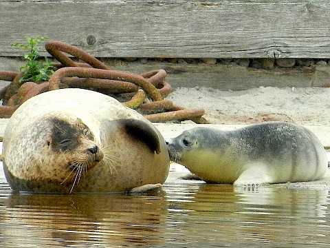 Tierpark Westküstenpark Schleswig-Holstein