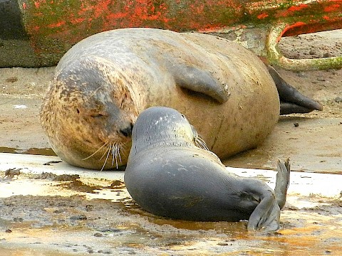 Tierpark Westküstenpark Schleswig-Holstein