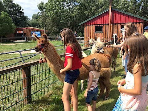 Tierpark Westküstenpark am 28.07.2019: Unser Lama- und Alpakatag 2019 – einfach nur himmlisch!