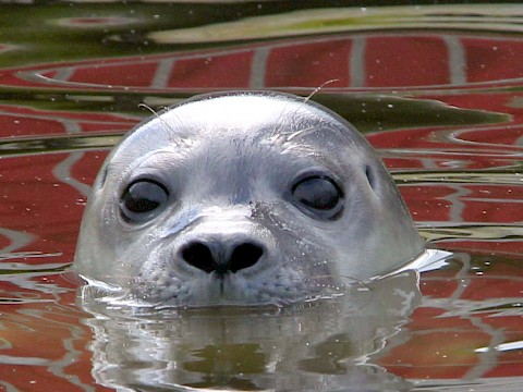 Tierpark Westküstenpark am 05.08.2019: Unsere Robbenparty hat tierisch Laune gemacht! :-)))