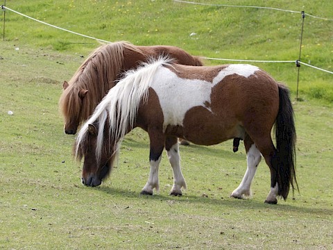 Tierpark Westküstenpark am 01.09.2019: Unser Ponytag 2019