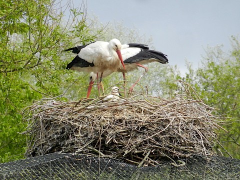 Tierpark Westküstenpark am 17.05.2020: Wie schön, dass unsere Besucher unsere süßen Jungstörche nun doch sehen können!