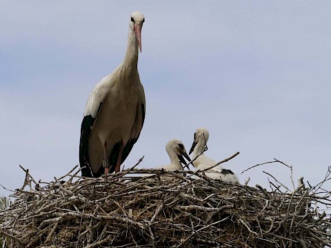 Tierpark Westküstenpark am 31.05.2020: Unser Storchentag 2020