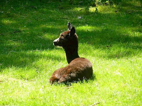 Tierpark Westküstenpark am 23.06.2020: Alpaka