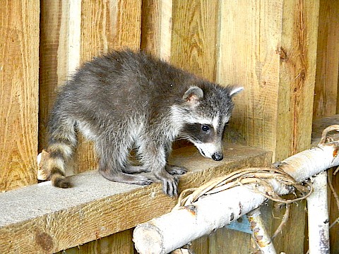 Tierpark Westküstenpark am 02.07.2020: Sind sie nicht süß? Unsere Neuankömmlinge – kleine Waschbären!