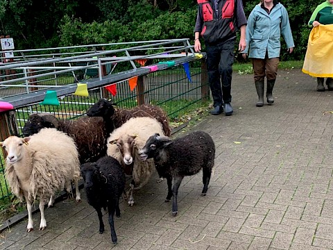 Tierpark Westküstenpark am 05.07.2020: Unser Schaftag 2020