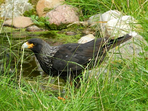 Tierpark Westküstenpark am 09.08.2020: Unser Greifvogeltag 2020