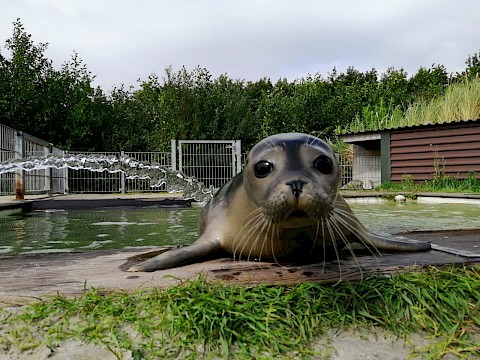 Tierpark Westküstenpark am 13.09.2020: Ganz schön frech, unser Seehundnachwuchs!