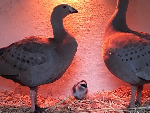 Tierpark Westküstenpark am 18.12.2020: Hühnergans, geschlüpft am 18.12.2020