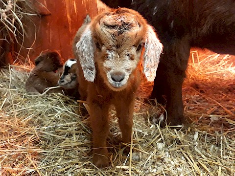 Tierpark Westküstenpark am 06.04.2021: Drillinge bei den Ovambo-Ziegen!