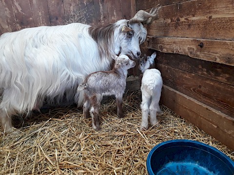 Tierpark Westküstenpark am 19.04.2021: Gleich zwei Zicklein bei den Girgentana-Ziegen