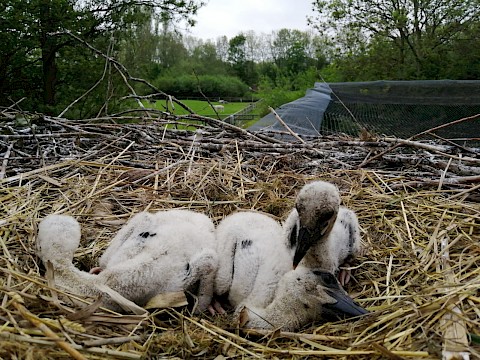 Tierpark Westküstenpark am 30.05.2021: Unser Storchentag 2021