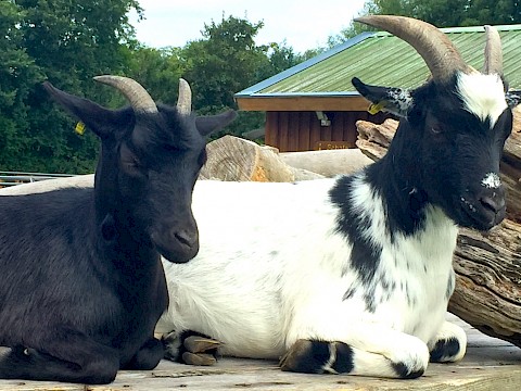 Tierpark Westküstenpark am 15.08.2021: Unser Feuerfest 2021!