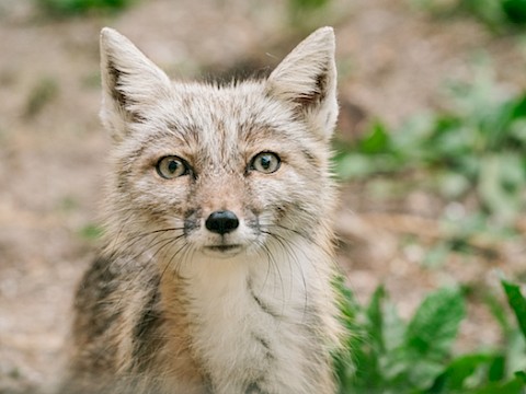 Tierpark Westküstenpark am 06.12.2021: Wir wünschen euch allen einen schönen Nikolaustag!