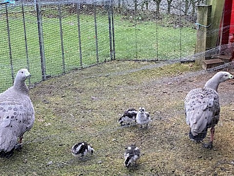 Tierpark Westküstenpark am 30.12.2021: 4 Hühnergänseküken
