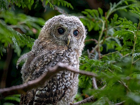 Tierpark Westküstenpark Schleswig-Holstein
