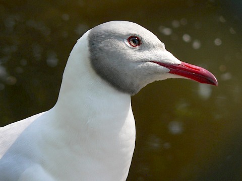 Tierpark Westküstenpark Schleswig-Holstein