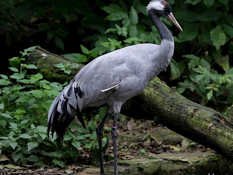 Tierpark Westküstenpark Schleswig-Holstein