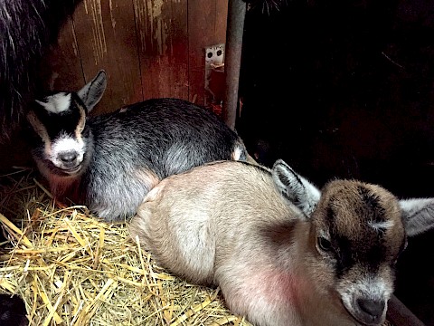 Tierpark Westküstenpark am 25.03.2022: 2 Afrikanische Zwergziegen