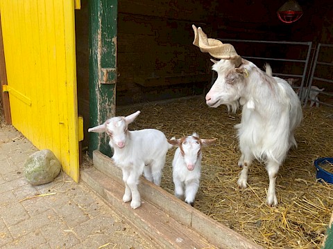 Tierpark Westküstenpark Schleswig-Holstein