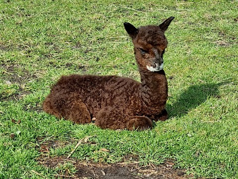 Tierpark Westküstenpark Schleswig-Holstein