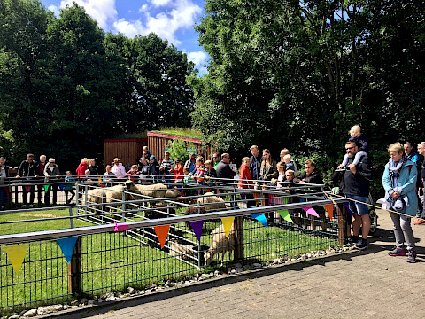 Tierpark Westküstenpark am 11.07.2022: Unser Schaftag gestern!